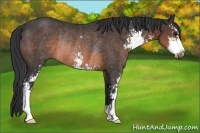 Horse Color:Brown Sabino Rabicano