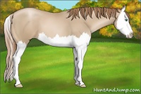 Horse Color:Smoky Black Pearl Splash 