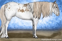 Horse Color:White Spotted Chocolate Palomino Splash Appaloosa