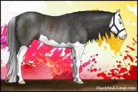 Horse Color:Smoky Black Splash Rabicano 
