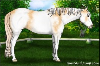 Horse Color:White Spotted Palomino 