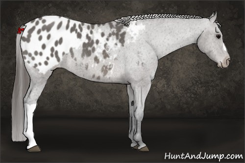 Horse Color: Blue Roan Blanket Rabicano 