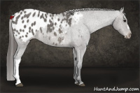 Horse Color:Blue Roan Appaloosa Rabicano 
