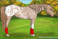 Horse Color:Red Roan Appaloosa
