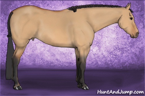 Horse Color: Bay Dun 