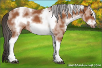 Horse Color:White Spotted Bay Tobiano Frame