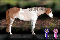 Horse Color:Liver Chestnut Sabino 