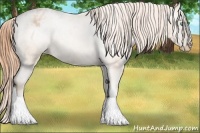 Horse Color:Buckskin Pearl Varnish 