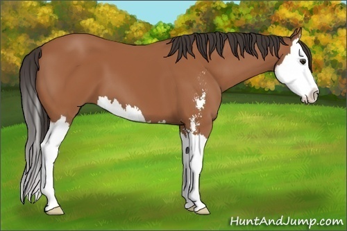 Horse Color: Bay Sabino Splash 