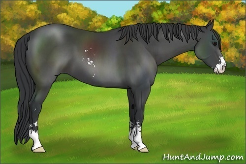 Horse Color: Black Sabino 