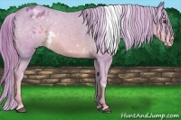 Horse Color:Watercolor White Spotted Chestnut Appaloosa 