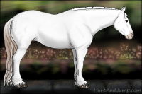 Horse Color:Grullo Splash Appaloosa 