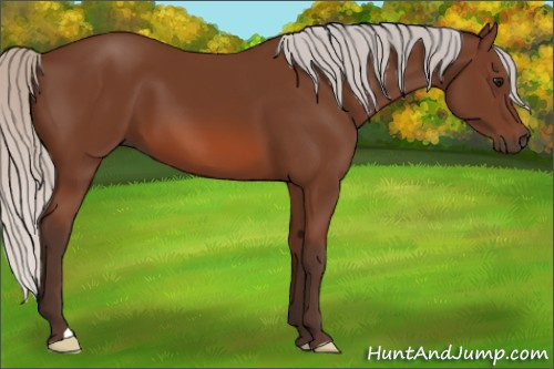 Horse Color: Silver Bay 