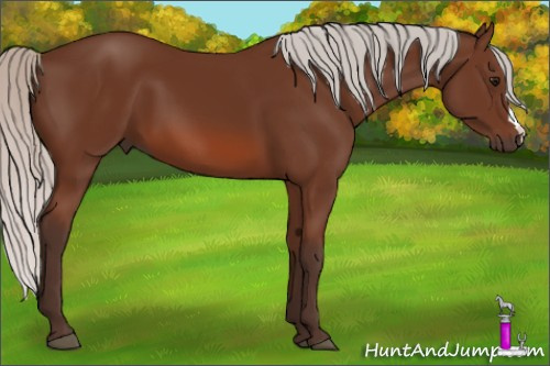 Horse Color: Silver Bay 