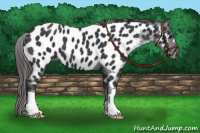 Horse Color:Black Appaloosa