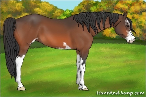 Horse Color: Bay Sabino 