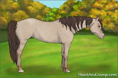 Horse Color:Classic Champagne Dun 
