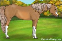 Horse Color:Gray Palomino