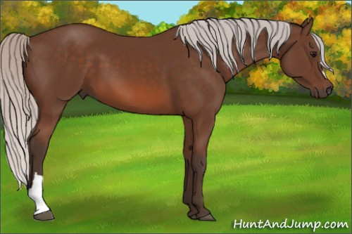 Horse Color: Silver Bay 