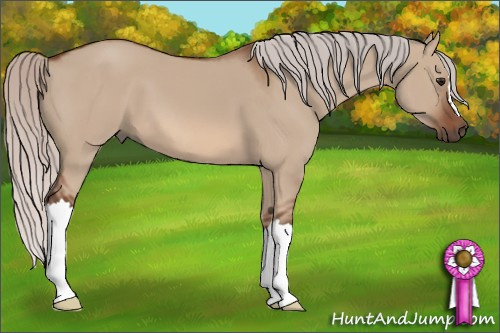 Horse Color: Silver Bay Dun 