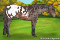 Horse Color:Brown Appaloosa 