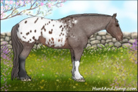 Horse Color:Brown Appaloosa 