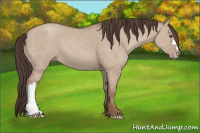 Horse Color:Classic Champagne Dun 