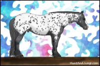 Horse Color:Black Appaloosa