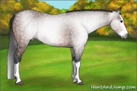 Horse Color:Gray Bay Sabino Splash 