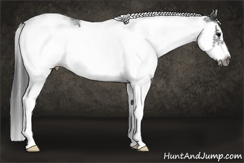 Horse Color: White Spotted Black Splash Frame 