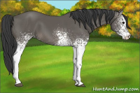 Horse Color:White Spotted Black 