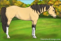 Horse Color:Buckskin 