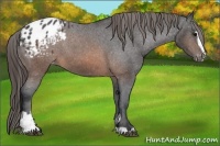 Horse Color:Brown Sabino Appaloosa 