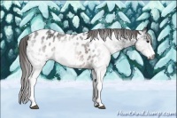 Horse Color:Gray White Spotted Brown Appaloosa 