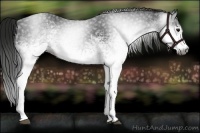Horse Color:Gray White Spotted Black 