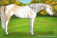 Horse Color:Gray Palomino Tobiano 
