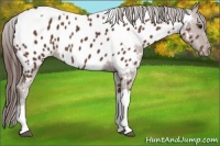 Horse Color:Bay Tobiano Near Leopard 