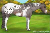 Horse Color:Brown Tobiano Frame Appaloosa 