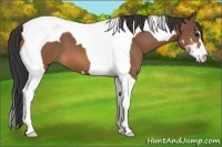 Horse Color:Bay Sabino Tobiano 