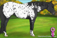 Horse Color:Black Appaloosa 
