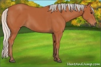 Horse Color:Silver Bay 