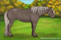 Horse Color:Silver Blue Roan 