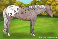 Horse Color:Silver Brown Appaloosa 