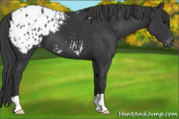 Horse Color:Brown Appaloosa 