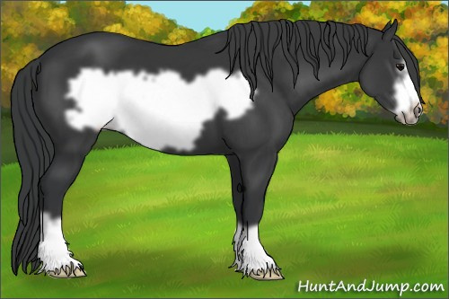 Horse Color: Brown Frame 