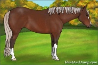 Horse Color:Silver Bay 