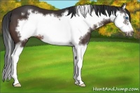 Horse Color:Bay Splash Frame