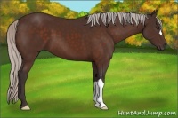 Horse Color:Silver Bay 