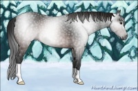 Horse Color:Gray Brown 