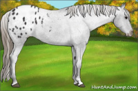 Horse Color:Smoky Black Appaloosa 
